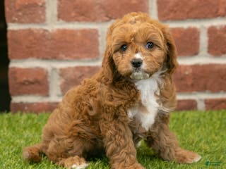 Cavapoo dogs Hailey - Ad 31