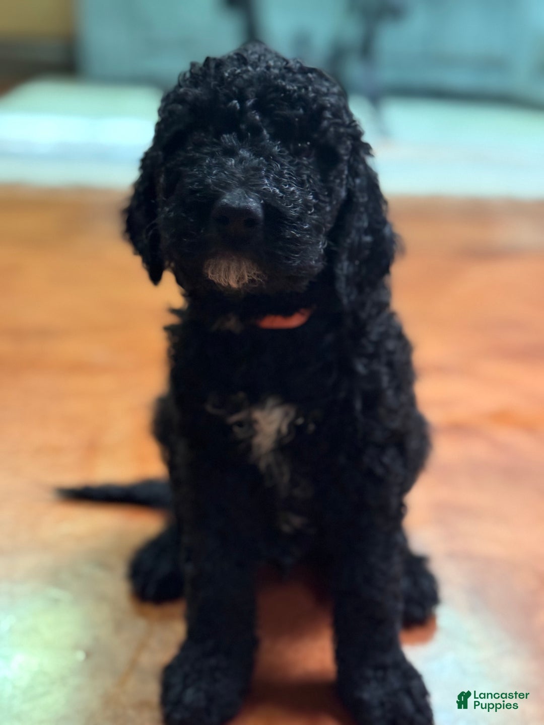 Labradoodle Puppies Black Goldendoodle Puppies For Sale Near Me
