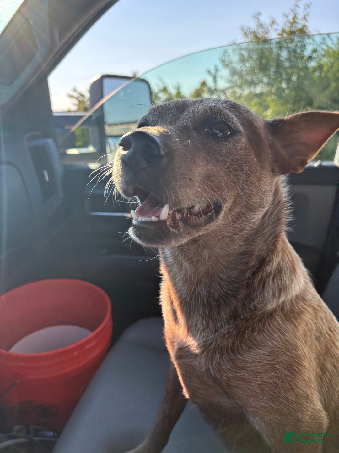 Australian Cattle Dog dogs for sale: Australian Cattle Dog Puppy 2 - Ad 2