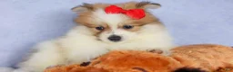 Pomeranian dogs for sale: Eric🐾 - Ad 15