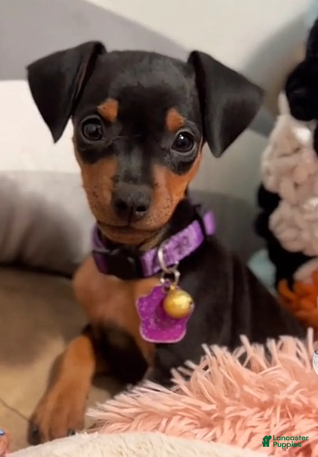Miniature Pinscher dogs for sale: Miniature Pinscher Puppy 2 - Ad 1