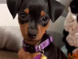 Miniature Pinscher dogs Miniature Pinscher Puppy 2 - Ad 16