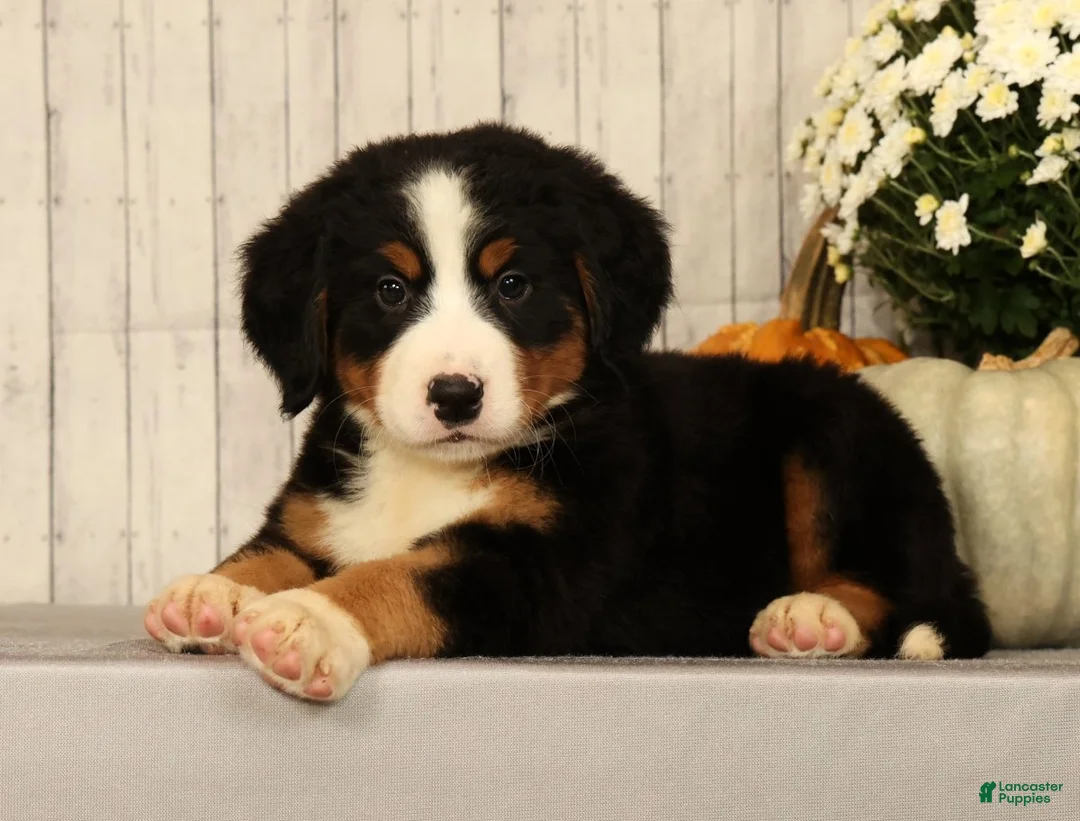 Bernese Mountain Dog dogs for sale: Heather - Ad 1