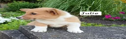 Welsh Corgi Pembroke dogs for sale: Julie - Ad 3