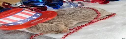 Pomeranian dogs for sale: Pepper's Smooth Criminal - "Annie" - Ad 29