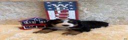 Bernese Mountain Dog dogs for sale: Hannah - Ad 10