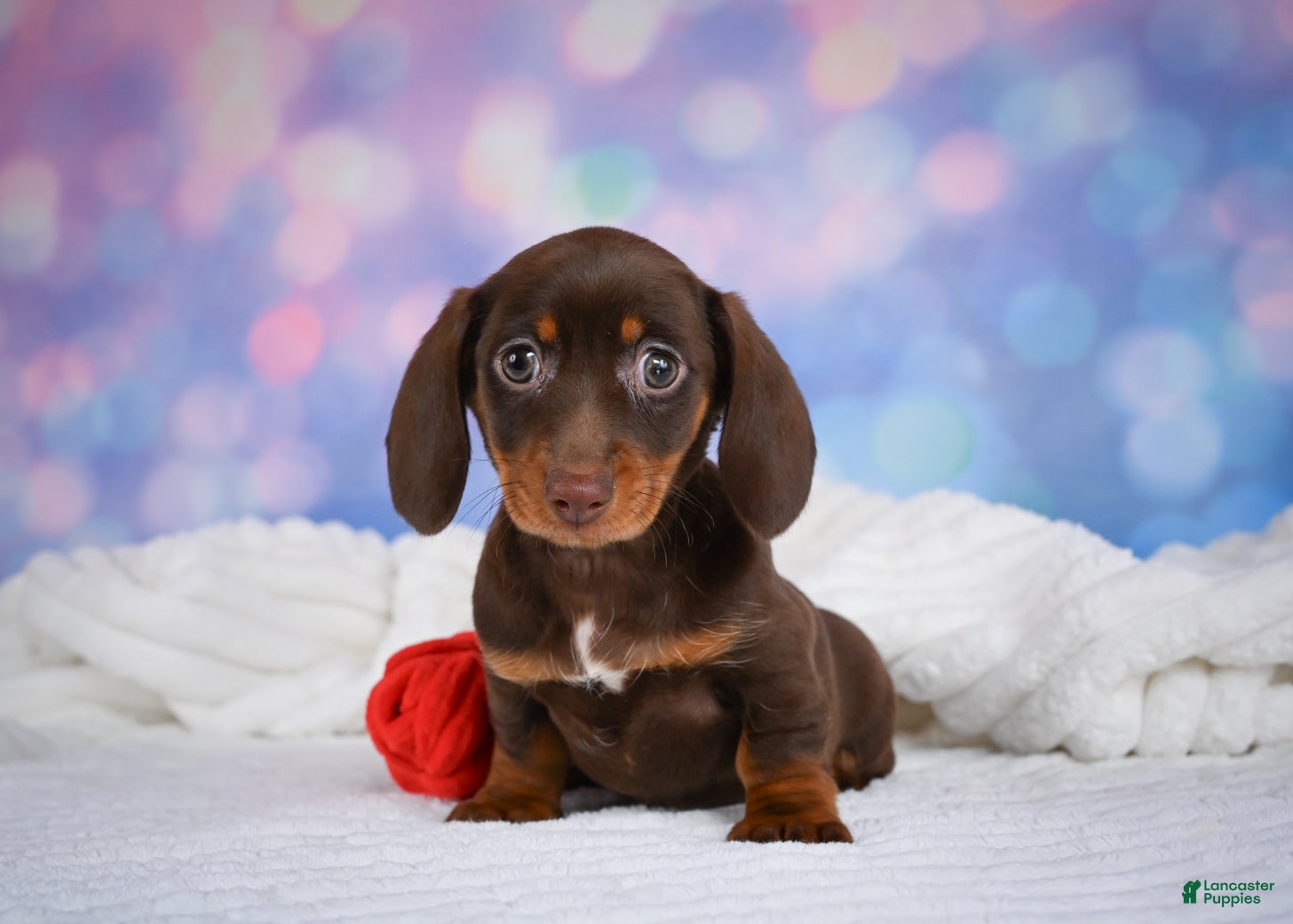 Miniature Dachshund dogs Maggie - Ad 1