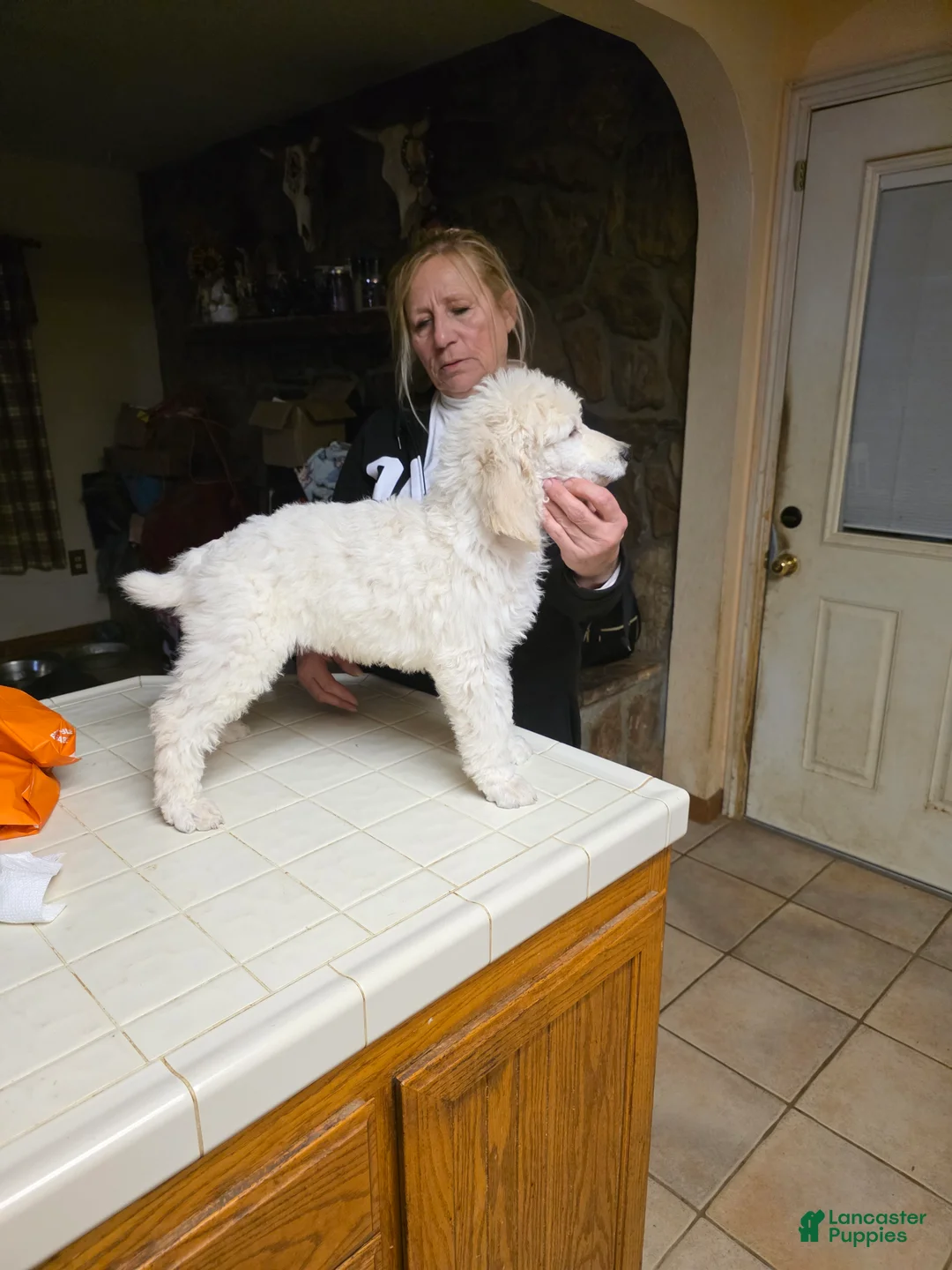 Standard Poodle dogs for sale: Standard Poodle Puppy 4 - Ad 1