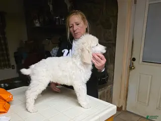 Standard Poodle dogs for sale: Standard Poodle Puppy 4 - Ad 3