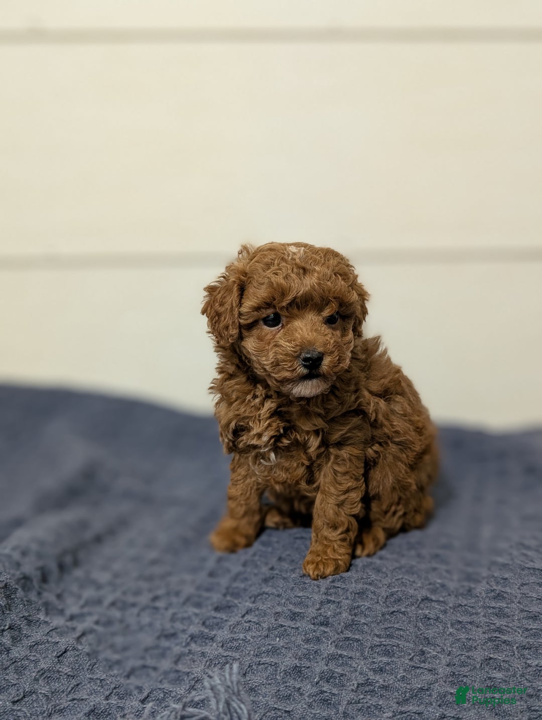 Toy Poodle dogs for sale: Cinnamon  - Ad 4