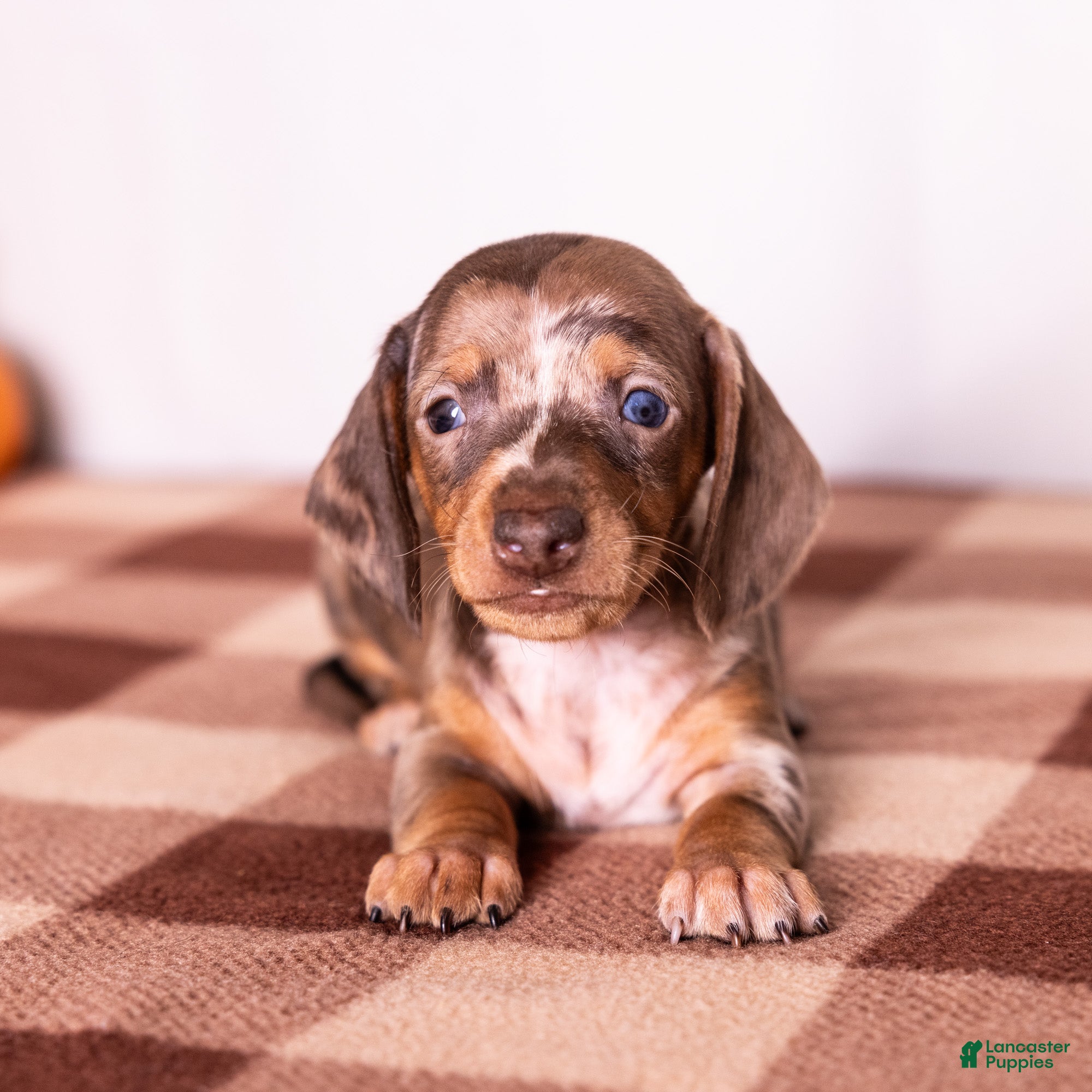 Miniature Dachshund dogs Clara - Ad 1