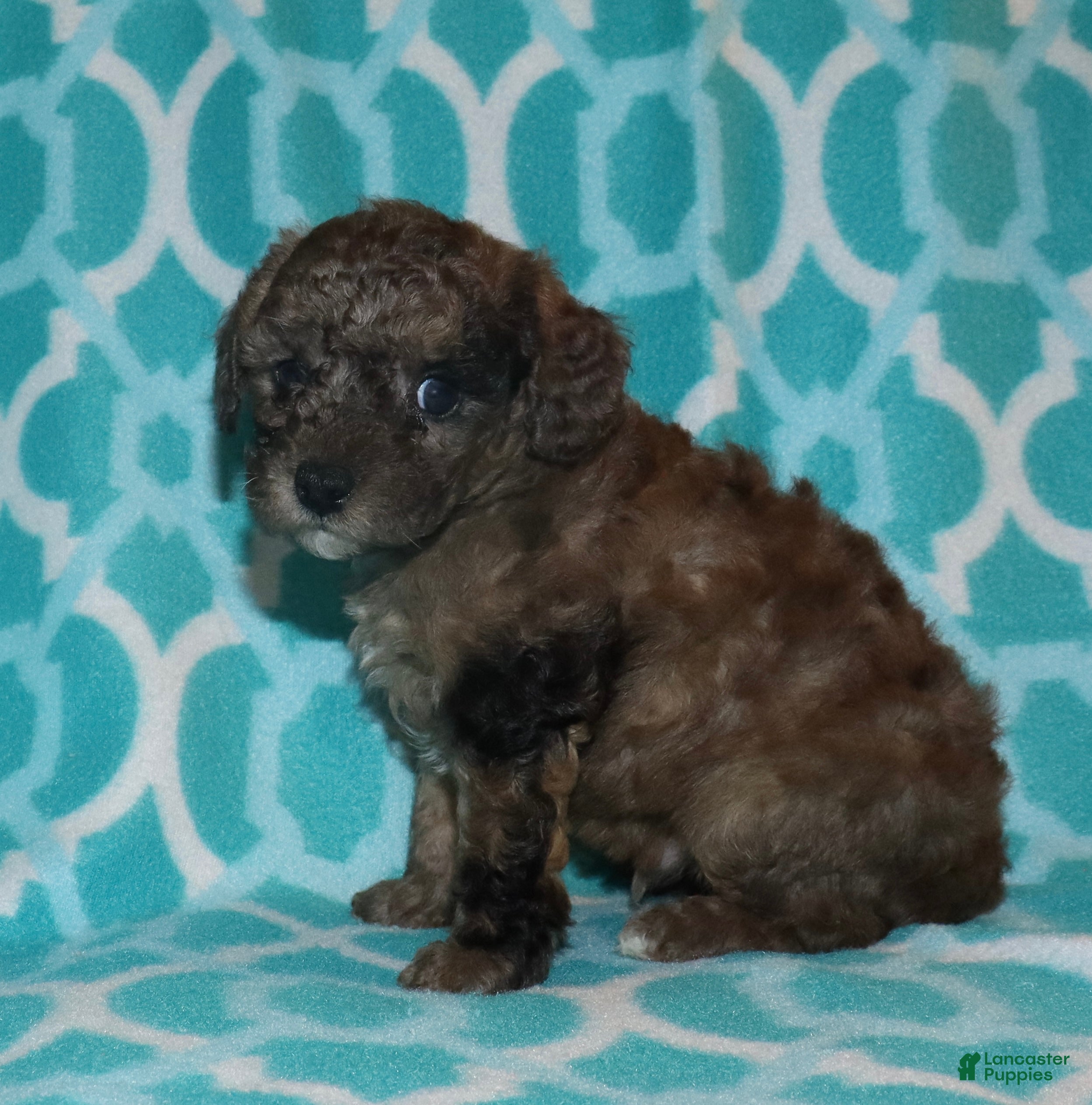 Miniature Poodle dogs Harlee’s brown Merle male - Ad 13