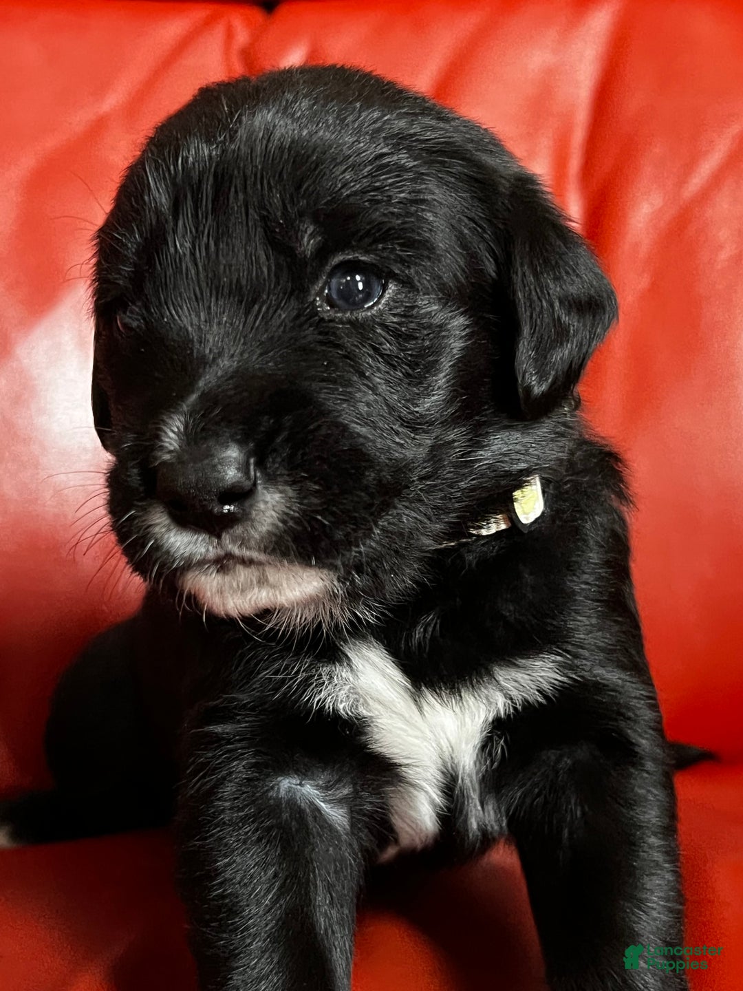 Goldador dogs for sale: Lulu - Ad 4