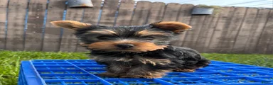AKC Yorkshire Terrier Puppy 3