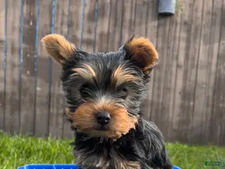 Yorkshire Terrier dogs AKC Yorkshire Terrier Puppy 3 - Ad 4