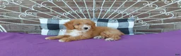 Aussiedoodle dogs for sale: Aussiedoodle 2 - Ad 7