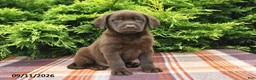 Labrador Retriever dogs for sale: Kipper - Ad 5
