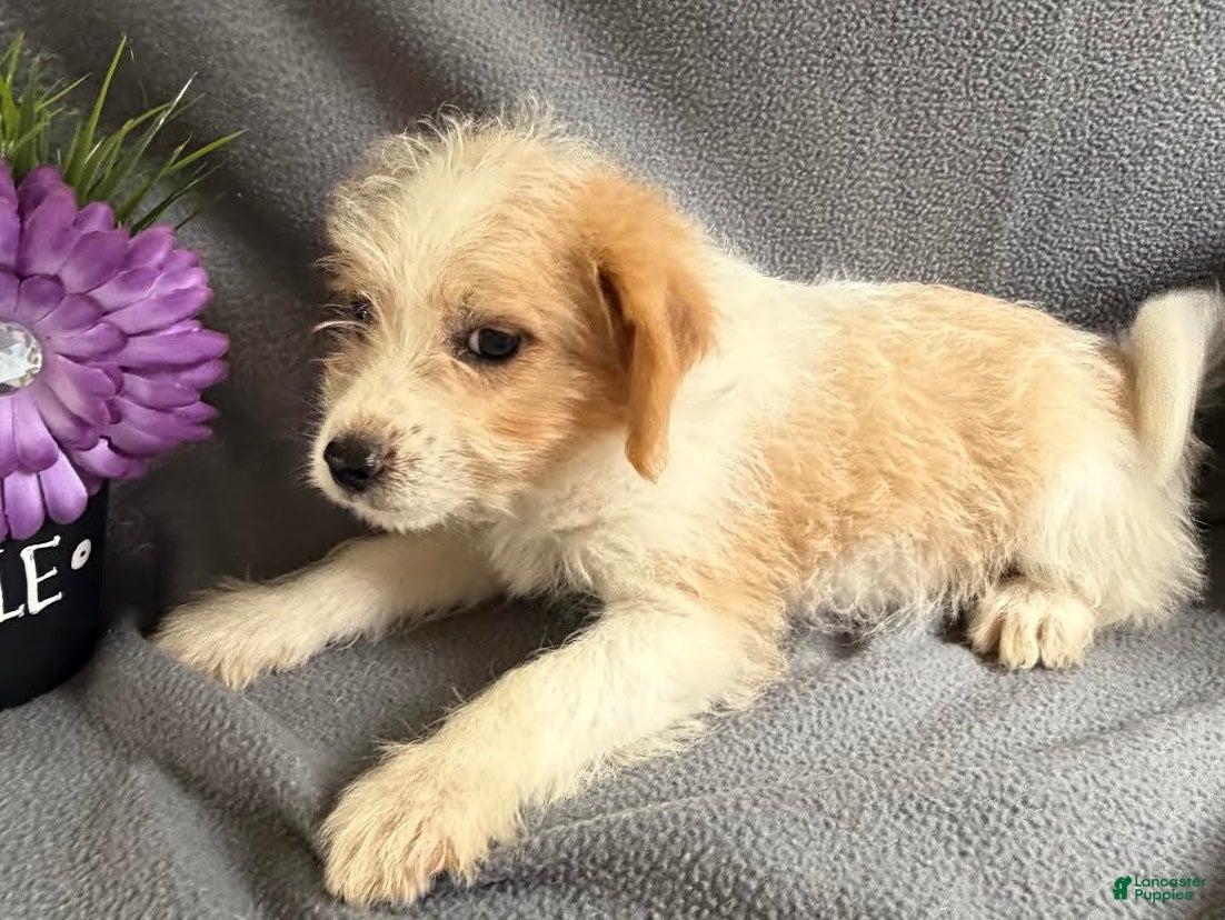 Mixed Breed dogs Jasper - Ad 2