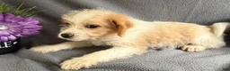 Mixed Breed dogs for sale: Jasper - Ad 2