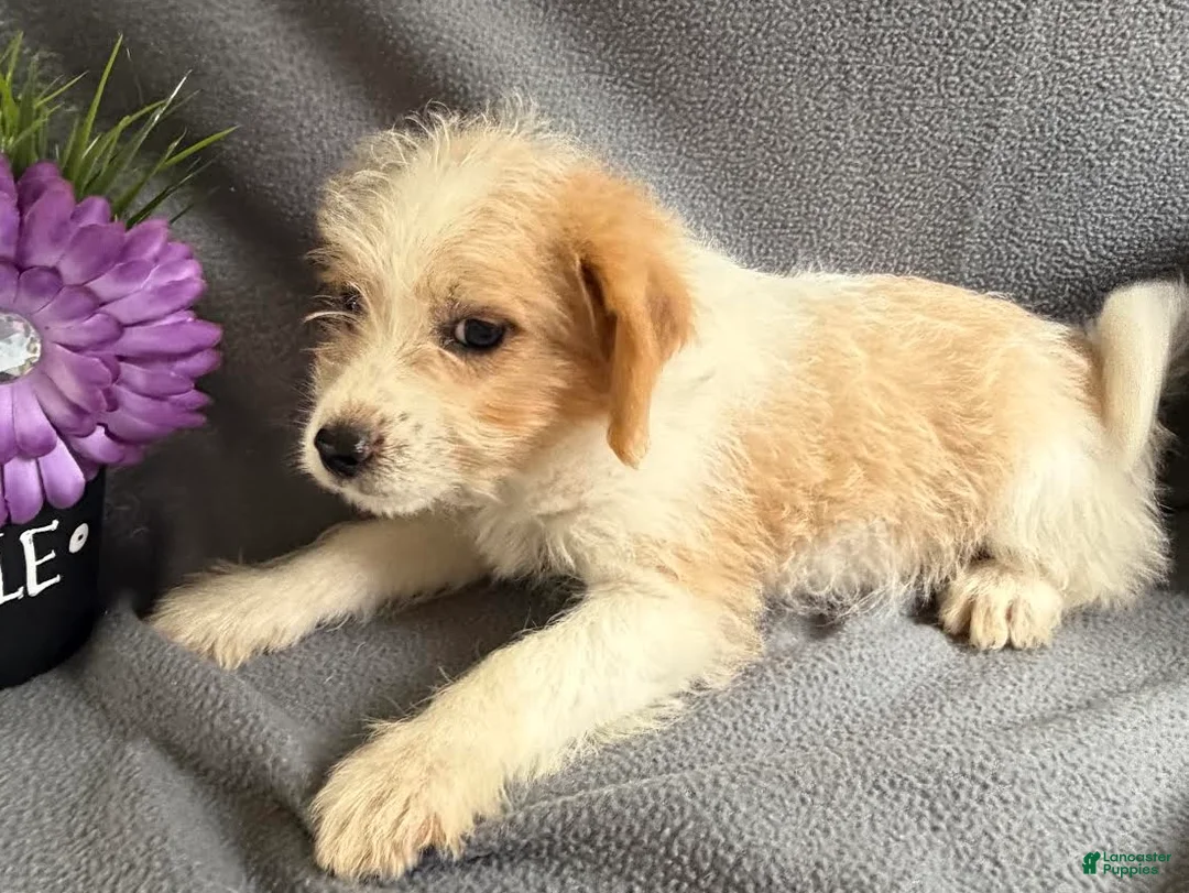Mixed Breed dogs for sale: Jasper - Ad 2