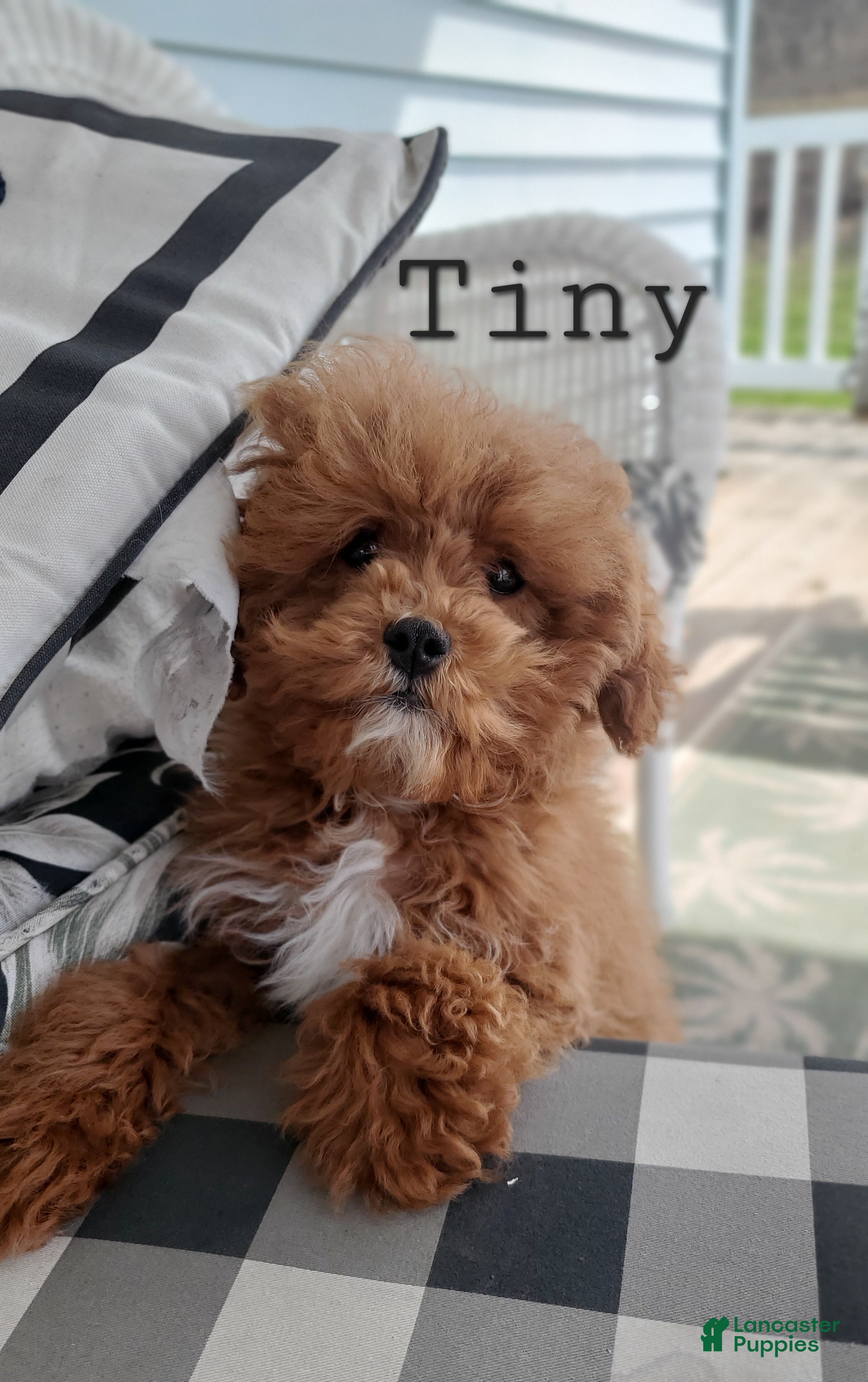 Cavapoo dogs for sale: Tiny - Ad 1
