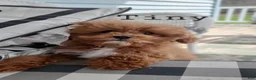 Cavapoo dogs for sale: Tiny - Ad 1