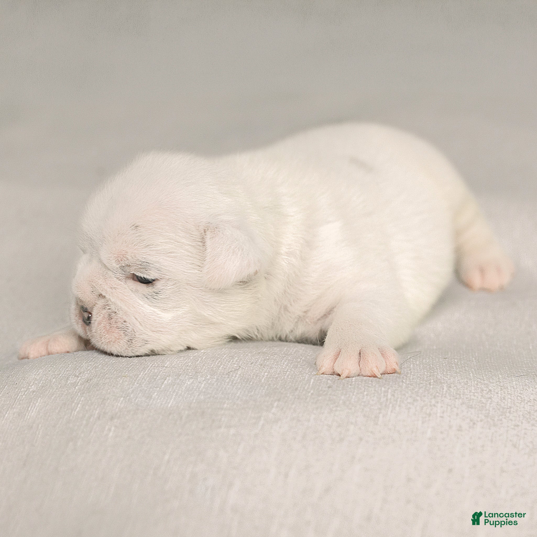 English Bulldog dogs for sale: Celeste English Bulldog  - Ad 2