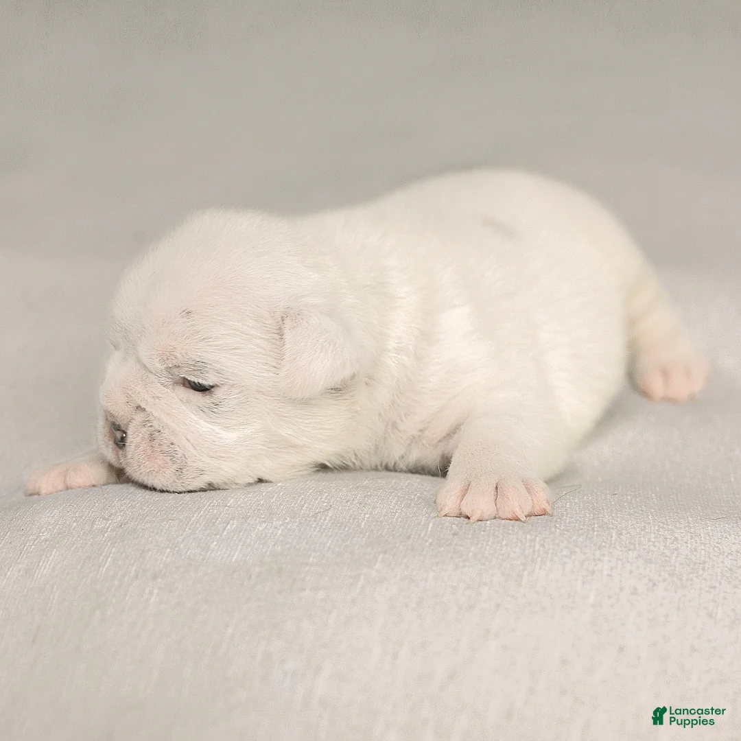 English Bulldog dogs for sale: Celeste English Bulldog  - Ad 2