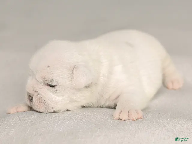 English Bulldog dogs for sale: Celeste English Bulldog - Ad 2