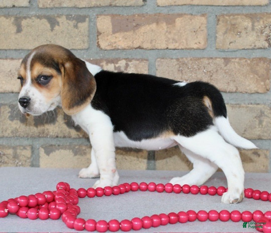 Beagle dogs for sale: Fifi - Ad 7