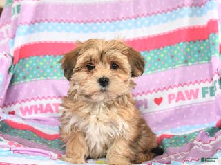 Morkie dogs Barbie - Ad 35
