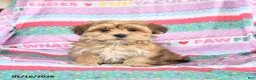 Morkie dogs for sale: Barbie - Ad 1