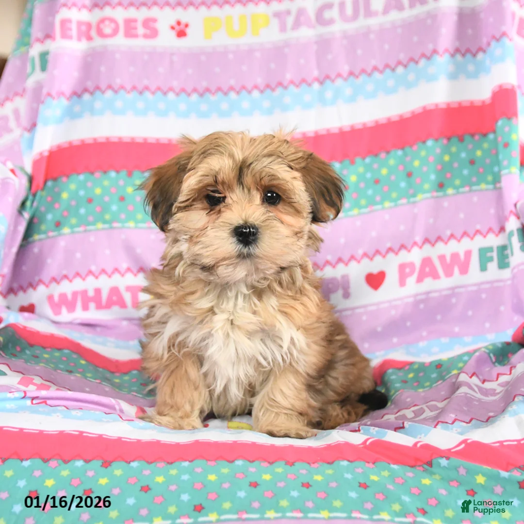 Morkie dogs for sale: Barbie - Ad 1