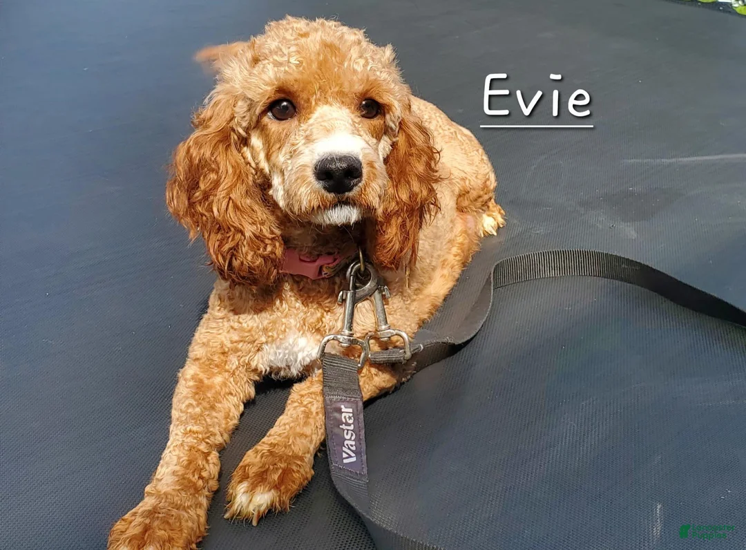 Cavapoo dogs for sale: Bubba - Ad 4