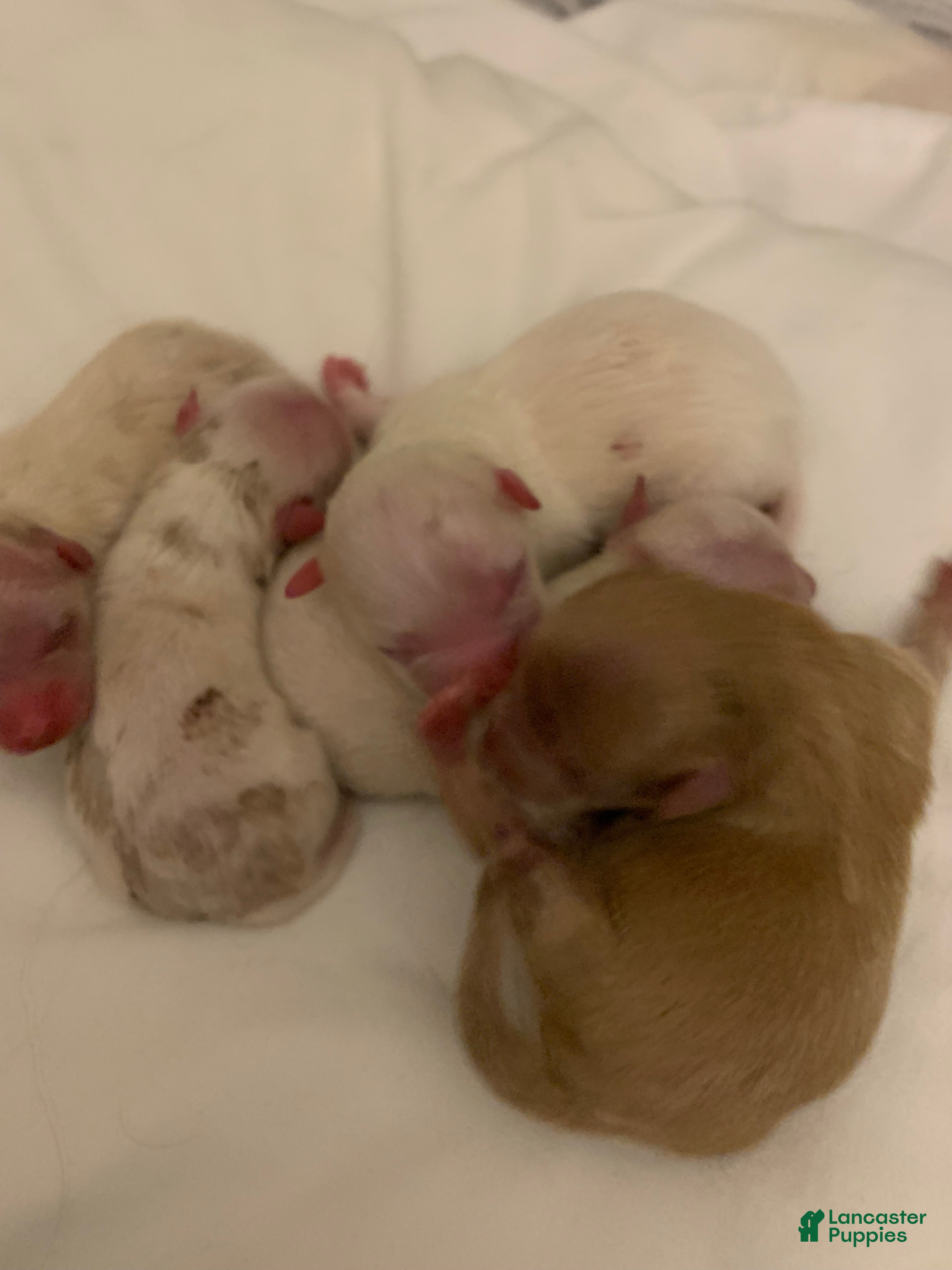 Mixed Breed dogs for sale: Mixed Breed 1 - Ad 1
