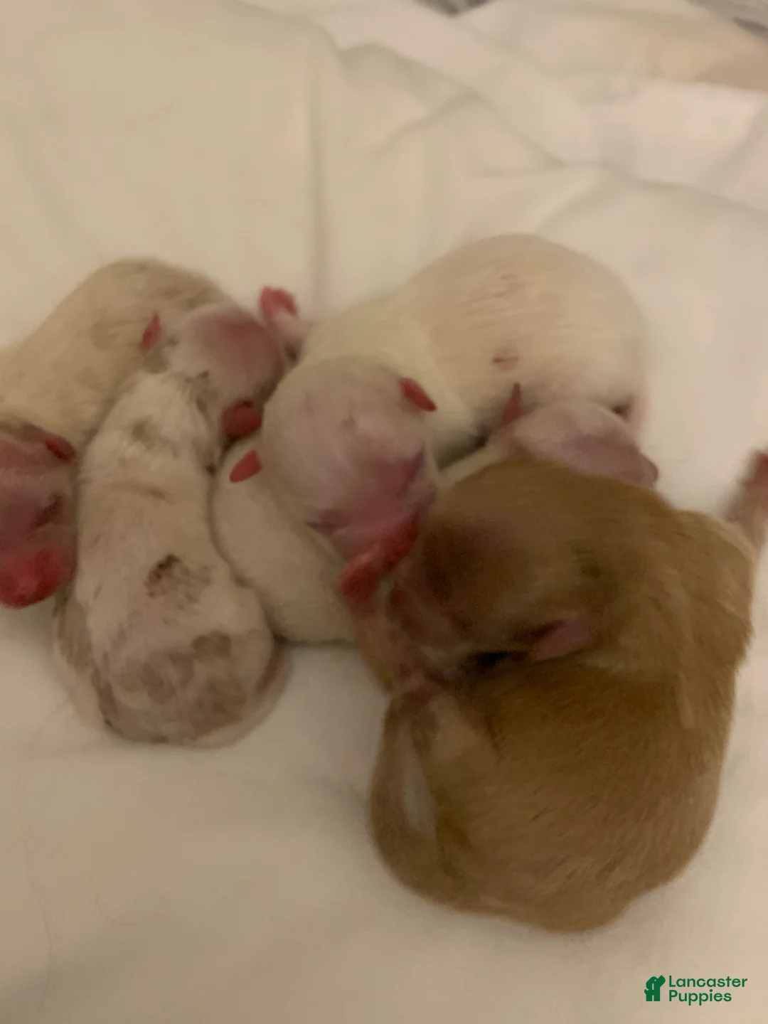 Mixed Breed dogs for sale: Mixed Breed 1 - Ad 1