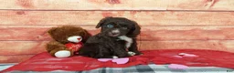 Aussiedoodle dogs for sale: Aussiedoodle Puppy 2 - Ad 7