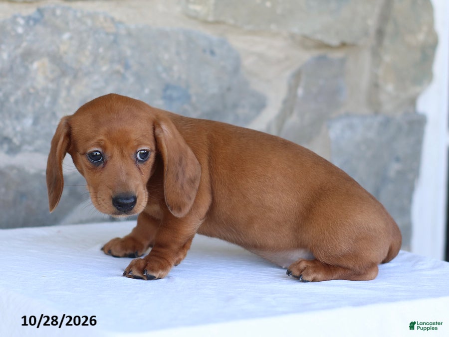 Dachshund dogs for sale: Tonya - Ad 2