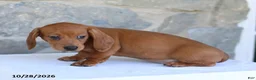 Dachshund dogs for sale: Tonya - Ad 2