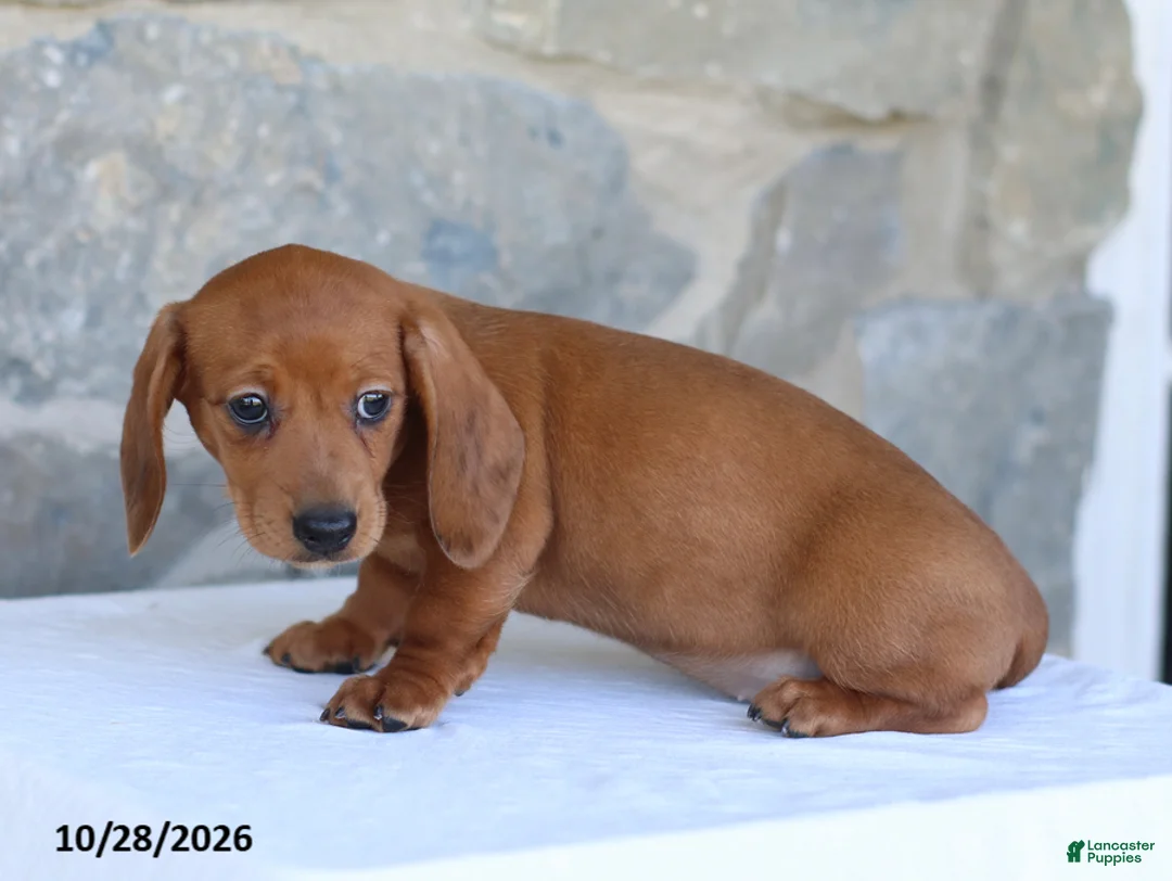 Dachshund dogs for sale: Tonya - Ad 2