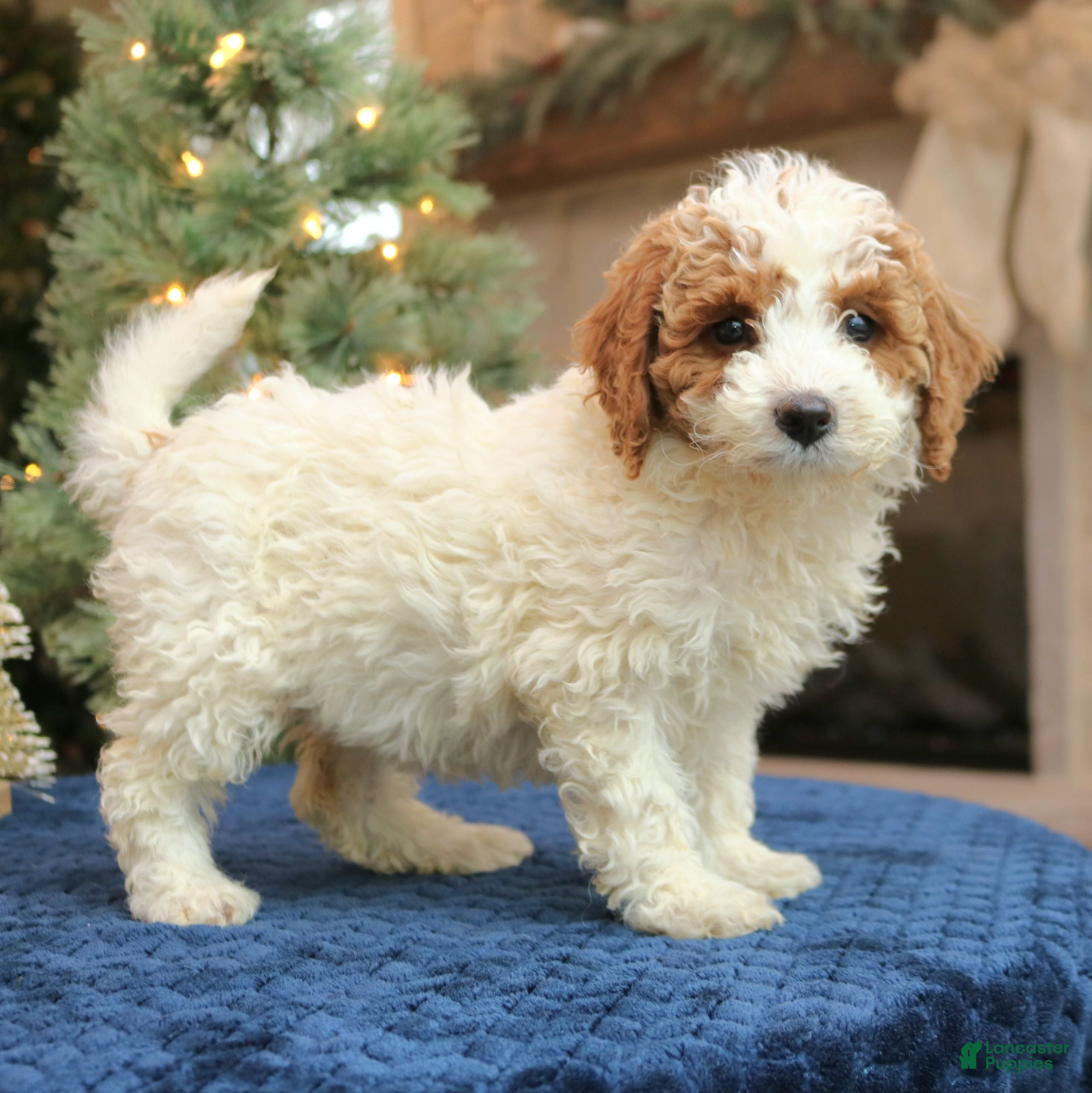 Mini Goldendoodle dogs Odette  - Ad 17
