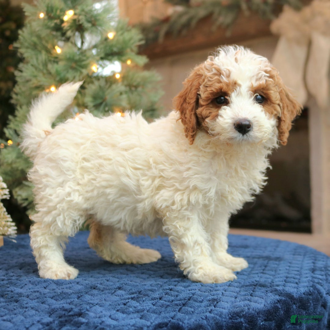 Mini Goldendoodle dogs for sale: Odette  - Ad 1