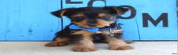 Yorkshire Terrier dogs for sale: Hudson - Ad 6
