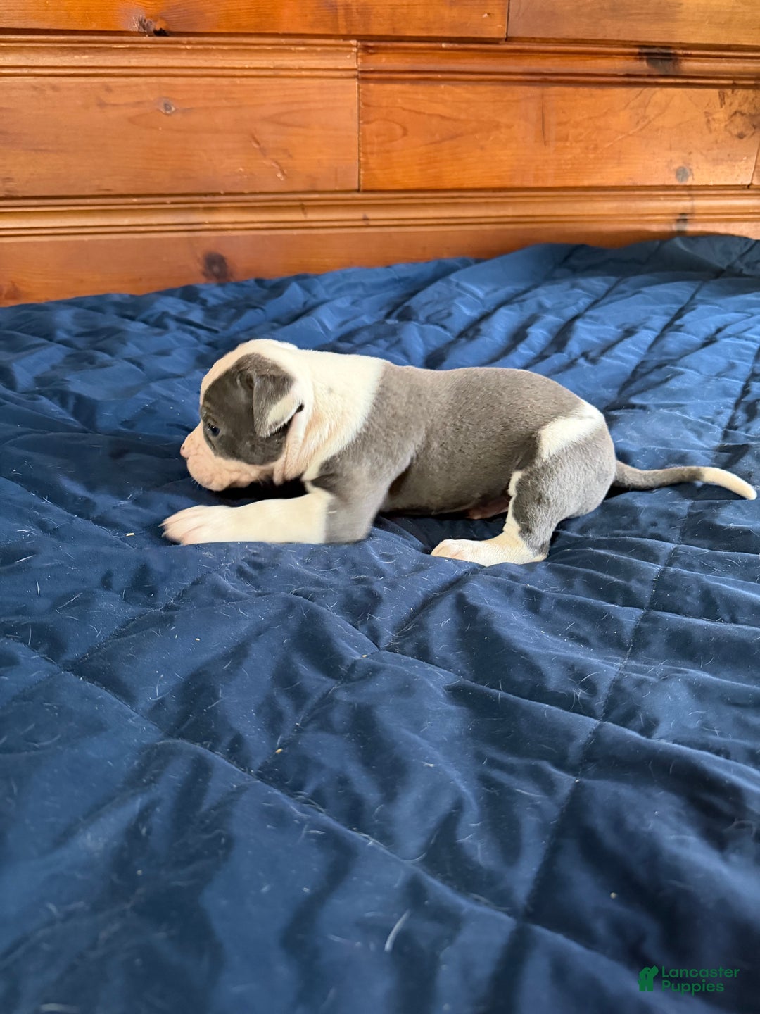 American Bulldog dogs for sale: Groot - Ad 4