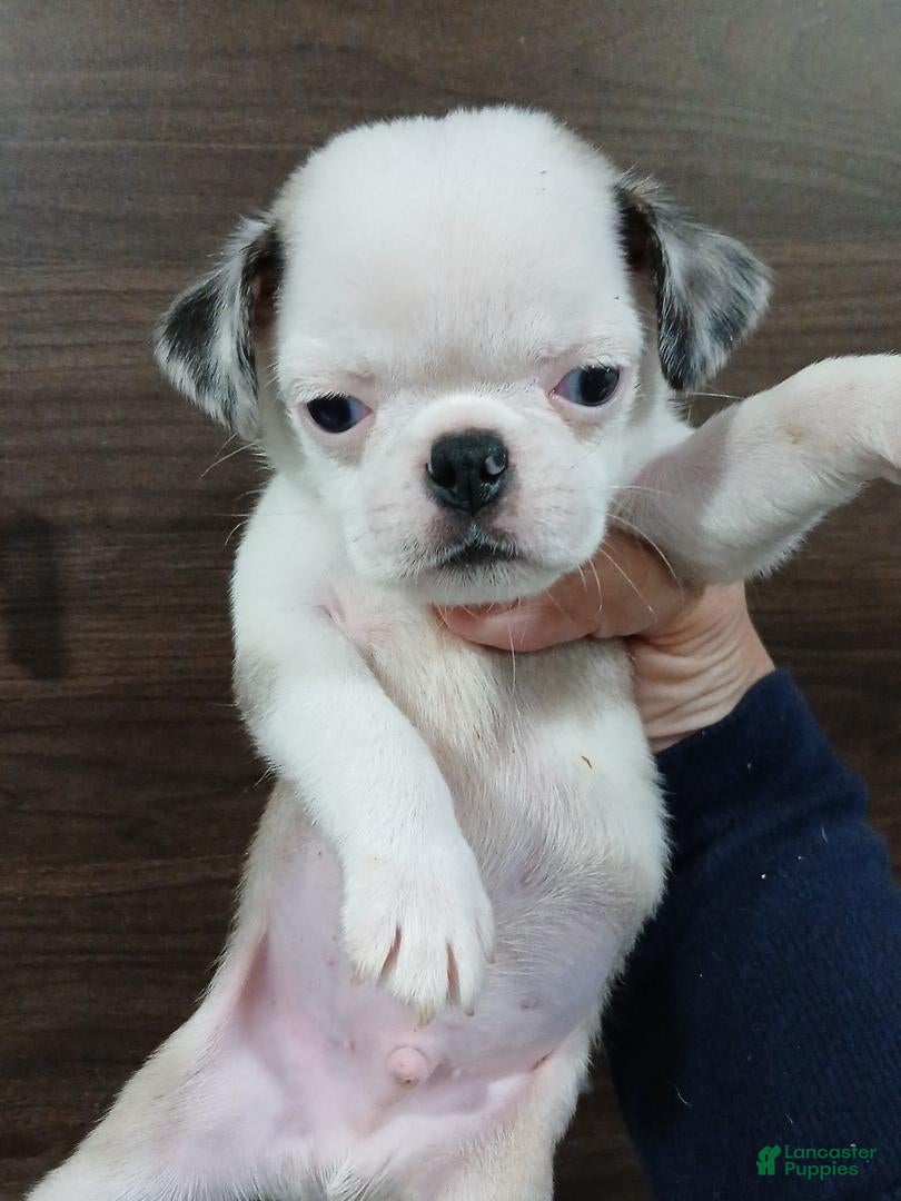 Pug dogs for sale: Pug 1 - Ad 2