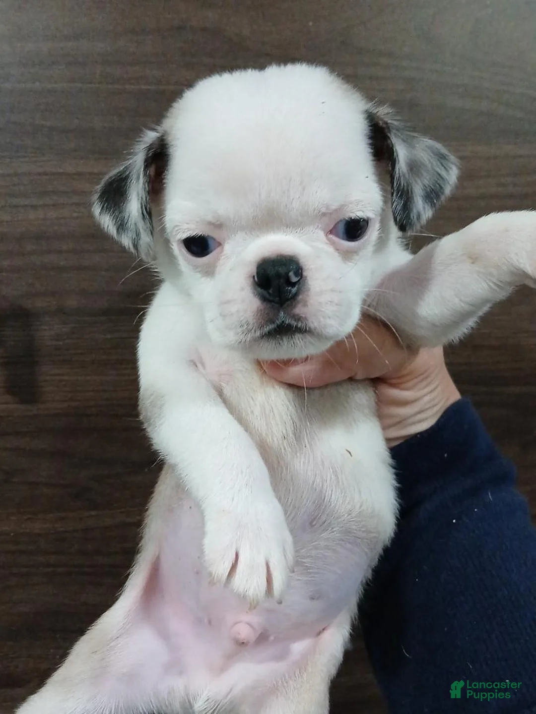 Pug dogs for sale: Pug 1 - Ad 1