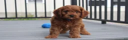 Cavapoo dogs for sale: Major  - Ad 5