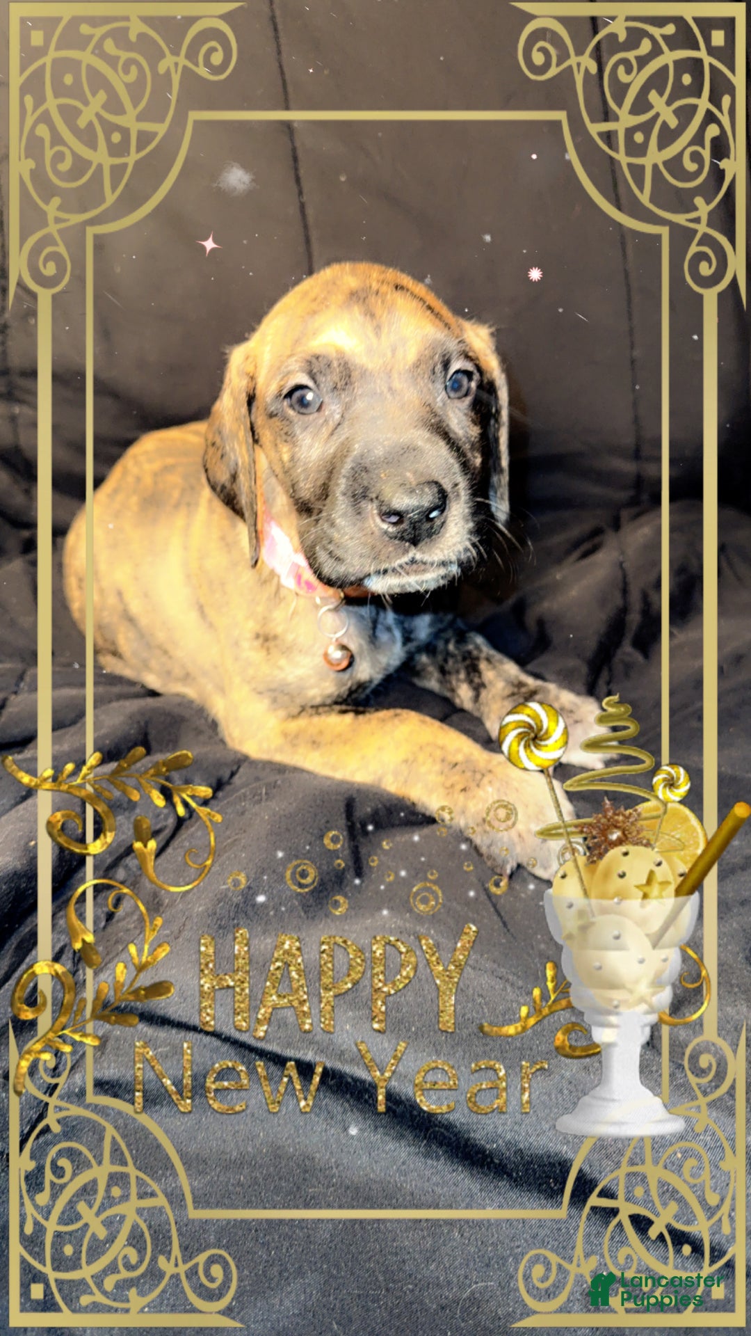 Great Dane dogs for sale: Erica - Ad 8