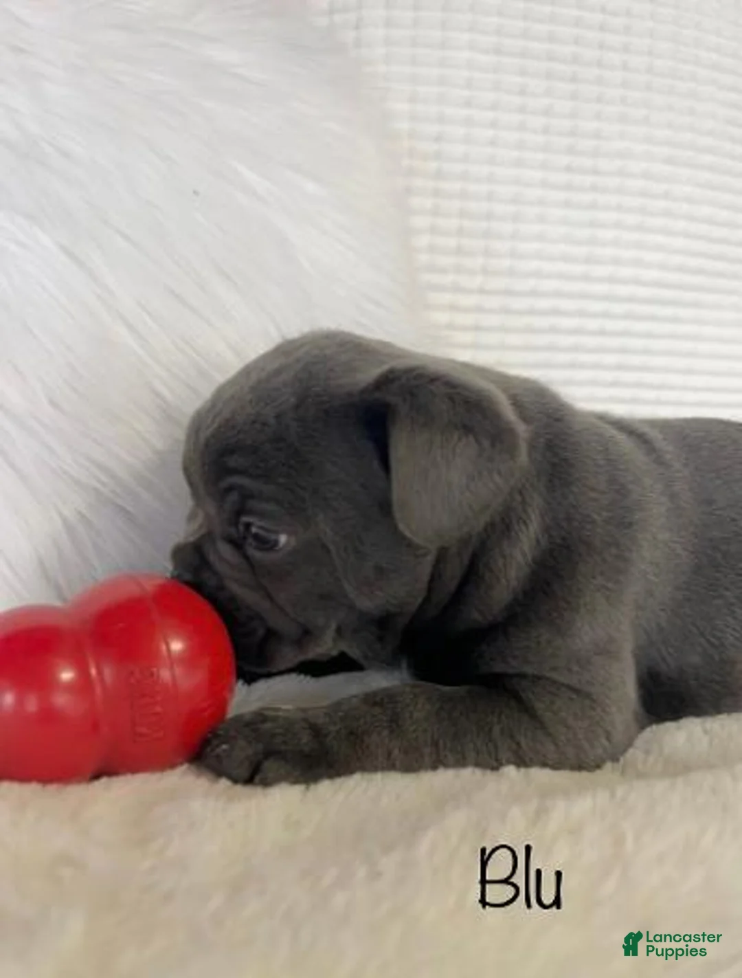 Mixed Breed dogs for sale: Blu - Ad 8