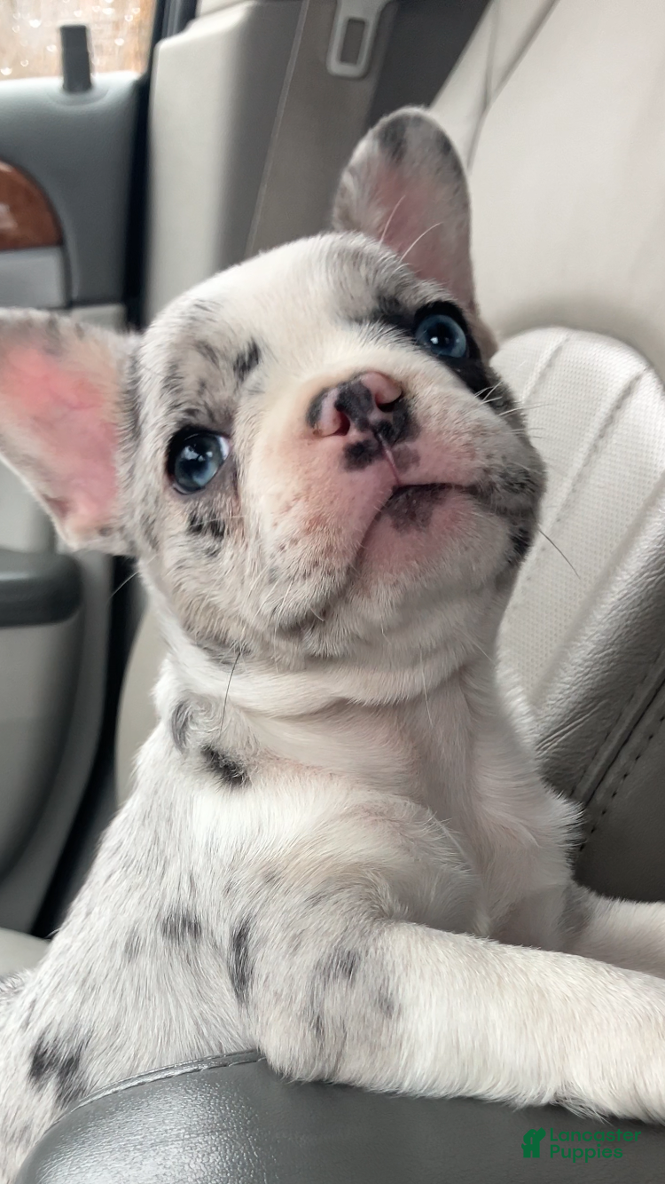French Bulldog dogs Journey - Ad 1
